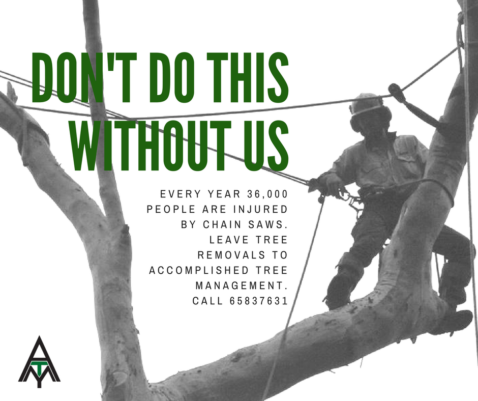 Accomplished Tree Management - Tree Removal Services - website created by Vermilion Pinstripes Port Macquarie