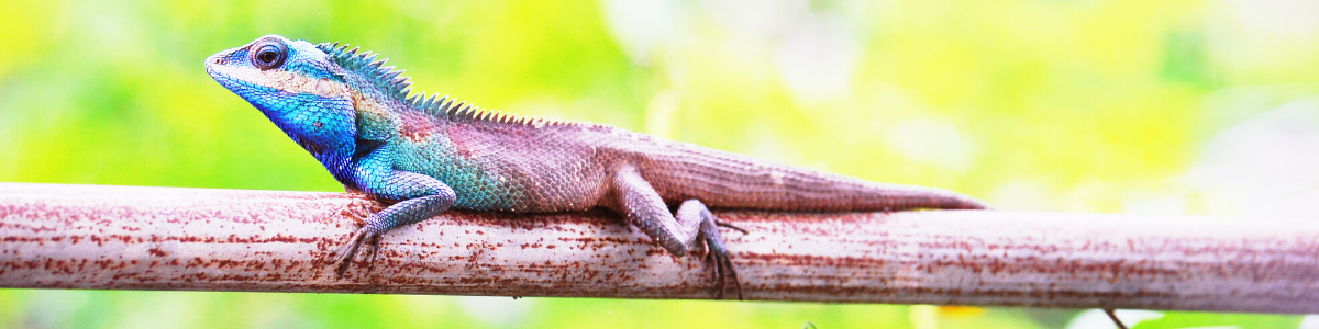 Be a chameleon who never doubts its core identity yet quick to adapt with the environment | Vermilion Pinstripes