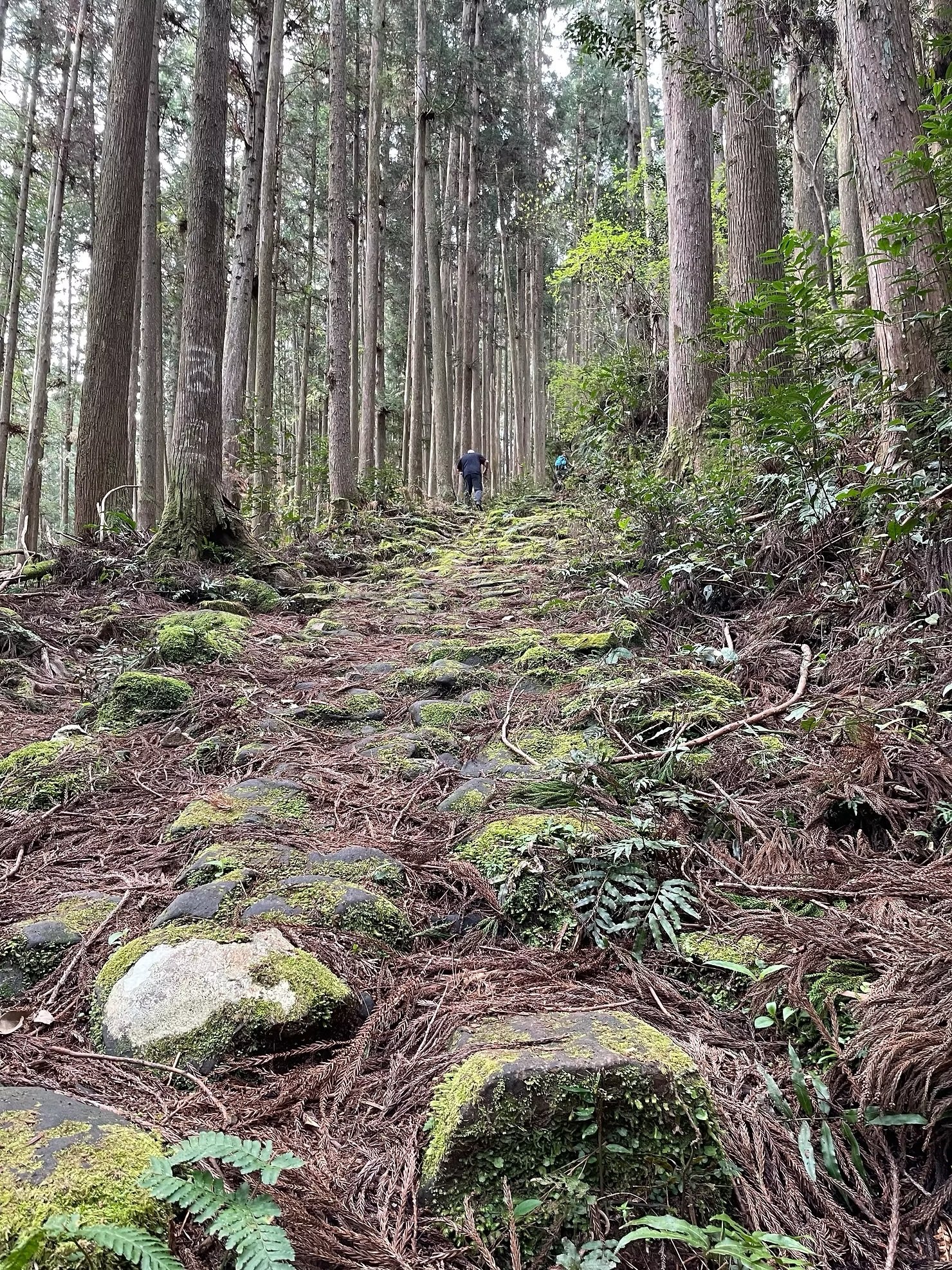 Kumano Kodo hikes  | Home Comforts Hiking | Vermillion Pinstripes