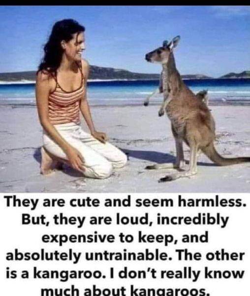 kangaroo clickbait ad